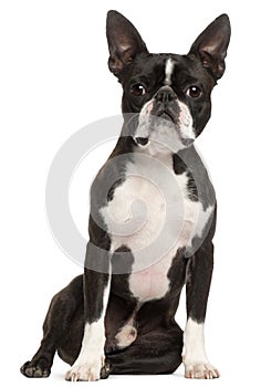 Boston Terrier, 1 year old, sitting