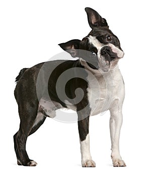 Boston Terrier, 1 year old, standing