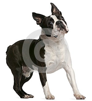 Boston Terrier, 1 year old, standing