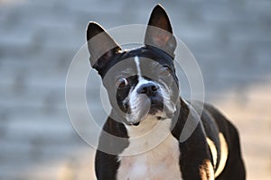 Boston Terrier