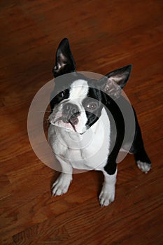 Boston Terrier