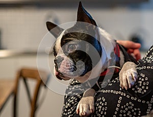 Boston terrier