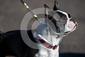 Boston terrier