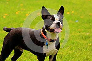 Boston terrier photo