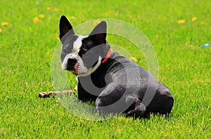 Boston terrier