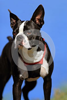 Boston terrier