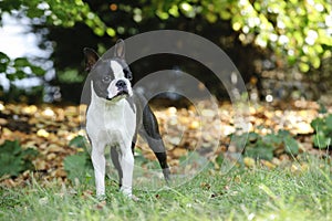 Boston terrier