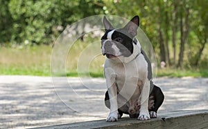 Outdoor portrait of a purebred Boston Terrier puppy on a park. sats on a bench photo