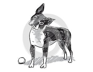 Boston Terrier