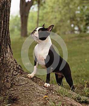 Boston terrier