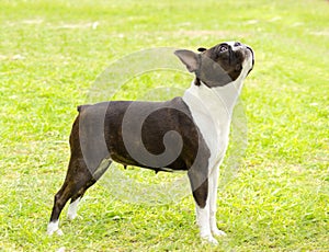 Boston terrier