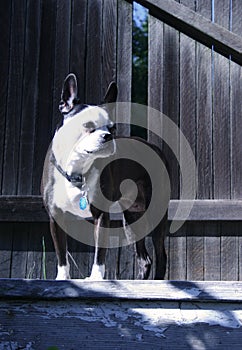 Boston Terrier