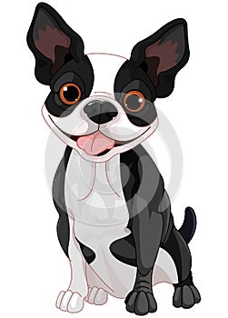 Boston Terrier