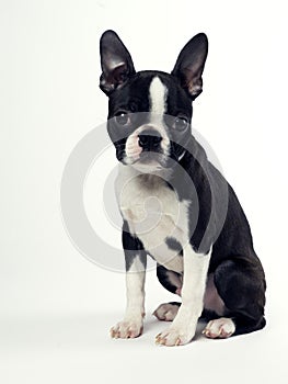 Boston Terrier