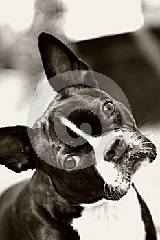 Boston Terrier