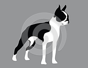 Boston Terrier