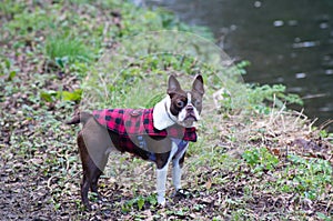 Boston Terrier