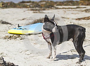 Boston Terrier On The Beach