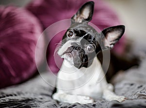 Boston Terrier on the Bed