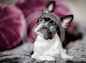 Boston Terrier on the Bed photo