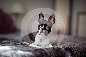 Boston Terrier on the Bed photo