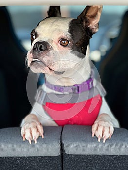 Boston Terrier in a car. She has her feet on the back of the seat and she is looking up and out with curiosity