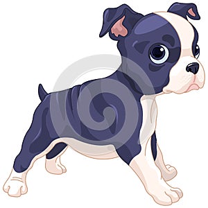 Boston Terrier Cub