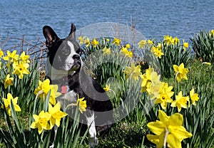 Boston Terrier among the daffodils photo