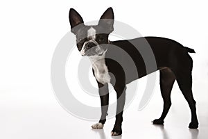 Boston Terrier dog.