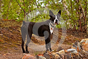 Boston terrier dog