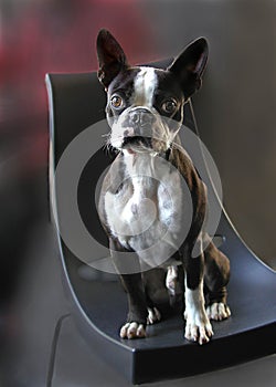 Boston terrier dog