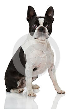 Boston Terrier dog