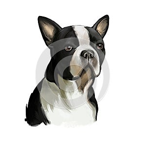 Boston Terrier dog breed isolated on white background digital art illustration. Boston Terrier is a compactly built, well-