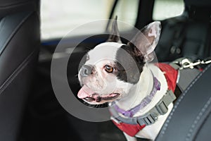 Boston Terrier dog in a car rear seat. She is alert and happy with her ears up and her tongue out. she is wearing a harness and