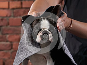 A Boston Terrier dog enjoys with a human hand and a soft cloth