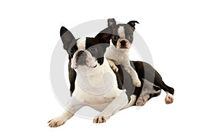 Boston Terrier Dog, Female with Pup against White Background