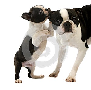 Boston Terrier Dog, Female with Pup against White Background