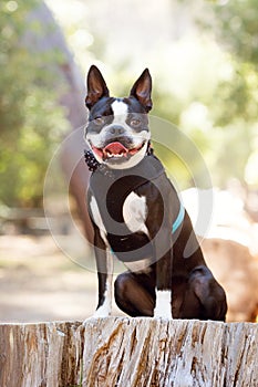 A Boston Terrier dog in a forest, on a log.