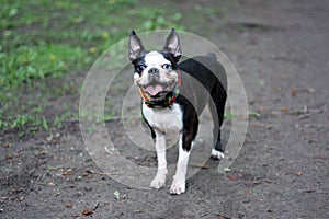 Boston terrier dog funny