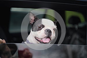 Boston Terrier dog with her head looking out of a rear car window. Her paw is on the open window