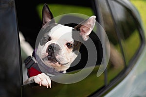 Boston Terrier dog with her head looking out of a rear car window. Her paw is on the open window.