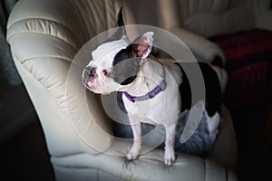 Boston Terrier dog with her paws on the arm of a soft leather sofa chair looking out of a window