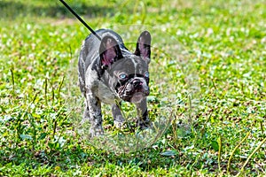 Boston Terrier dog on a leash in the park on the grass during a walk. Angry dog with a funny look
