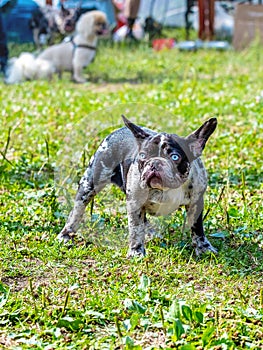 Boston Terrier dog on a leash in the park on the grass during a walk. Angry dog with a funny look