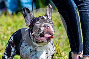 Boston Terrier dog on a leash in the park on the grass during a walk. Angry dog with a funny look