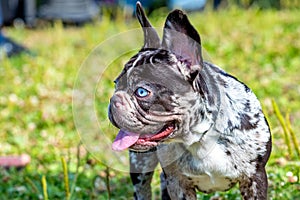 Boston Terrier dog on a leash in the park on the grass during a walk. Angry dog with a funny look