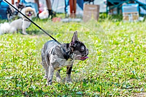 Boston Terrier dog on a leash in the park on the grass during a walk. Angry dog with a funny look