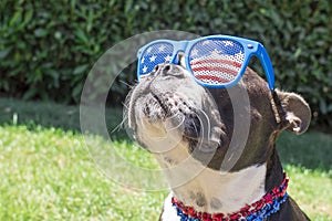 Boston Terrier Dog Looking Cute in Stars and Stripes Flag Sunglasses