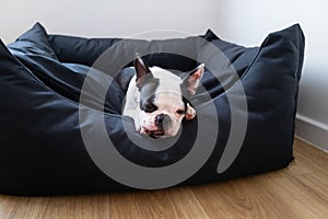 Boston Terrier dog lying down in a large black comfy bed. She has her tongue slightly out as she rests