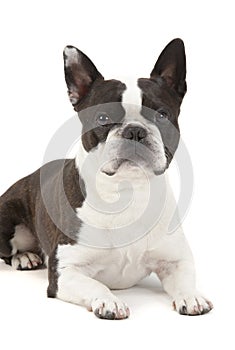 Boston Terrier dog in portrait